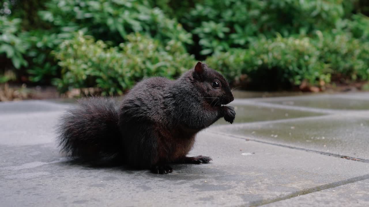 linda ardilla comiendo nueces en el suelo en el patio trasero