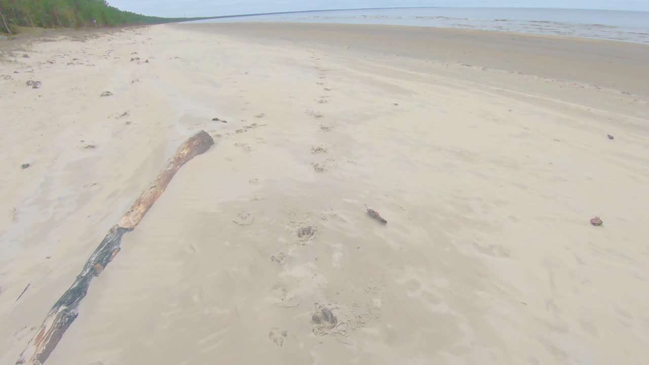 라트비아의 발트해 연안의 모래에 묻힌 은 목조 보트의 일부 부분이 고 몇 개의 개 흔적을 따르고 있습니다.