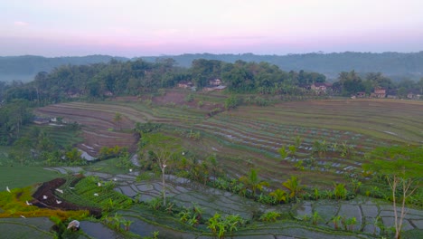 Aerial-view-of-beautiful-terraced-rice-field-and-sunrise-sky-with-white-bird-flyover