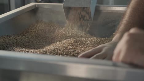 a young brewer controls the grinding of malt seeds in a mill at a modern brewery