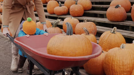 a happy baby with his mother is carrying a pumpkin in a wheelbarrow. shopping for halloween