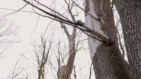 Squirrel jumping from branch to tree in slow motion