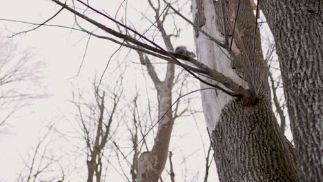 squirrel jumping from branch to tree in slow motion