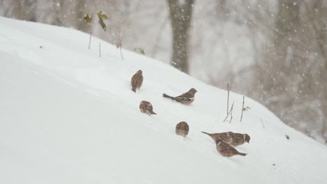 group of tree sparrows eat in snow till gets scared