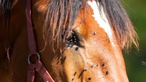 close-up of a horse’s face covered with flies, bridle visible, showcasing the realities of a farm environment under the sun