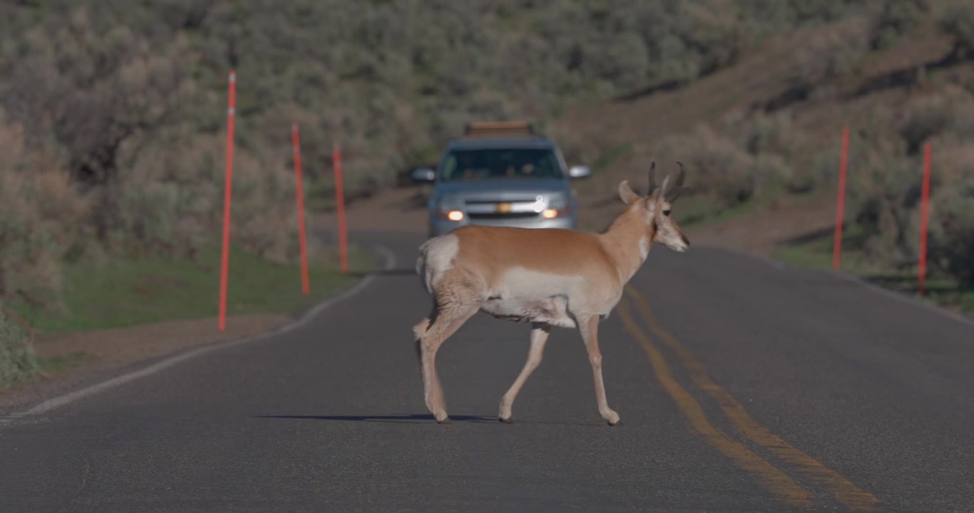 Two pronghorn crossing a road, one by one, in a natural North American landscape while a car approaches. Wildlife footage highlighting the interaction between native animals and human infrastructure.