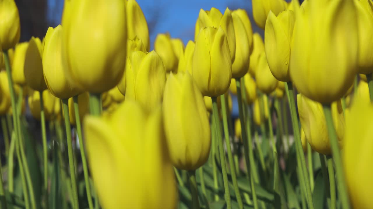 Prachtige tulpen in het Nederlandse dorp Holland, Michigan.