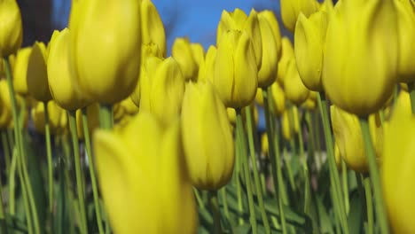 Hermosos-Tulipanes-En-Holanda,-Pueblo-Holandés-De-Michigan