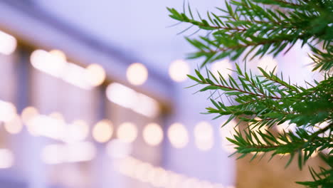 vertical of beautiful background with green foliage in sunset time against the backdrop of lanterns