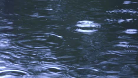 raindrops fall and leave circles on the water.