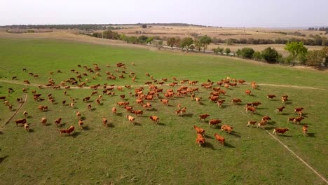 herd of cows on pastures in portugal