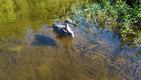 bird or duck floats calmly on clear water with algae green benthic cover at midday