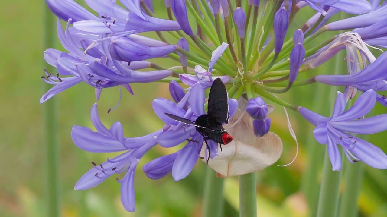 agapanthus 꽃에 앉아 꿀을 마시고 날아가는 나비