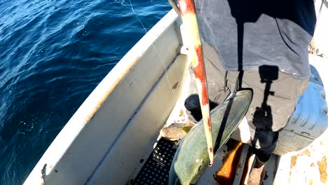 Yellowtail-fish-is-brought-aboard-after-being-caught-on-crankbait-lure-on-sunny-day