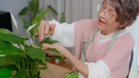senior woman caring for peace lily plant