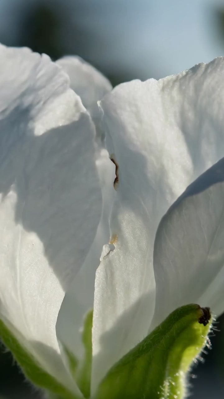 Vertical video: Zooming macro cam on 1 white bloom in yard petal moving with calyx hair brown fleck