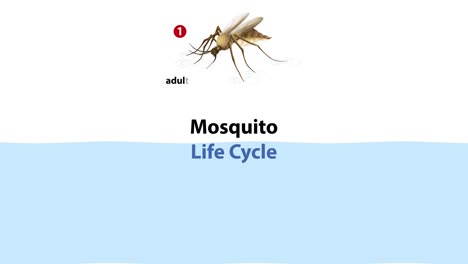 illustrates mosquito development stages from egg to adult