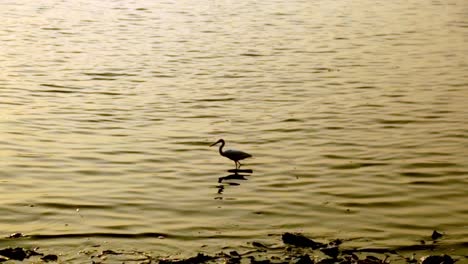 the beak walks away , sunset , waves ripple in the golden light , american white ibis