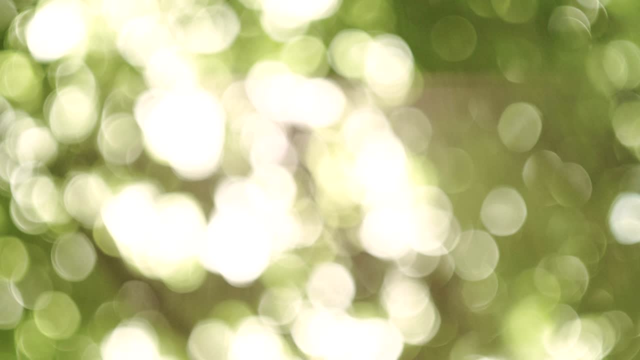 luz bokeh del sol a través de las hojas