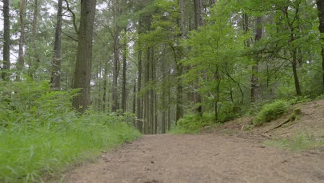 moving along pine forest pathway, slow motion, england, lancashire, uk, sony fx30