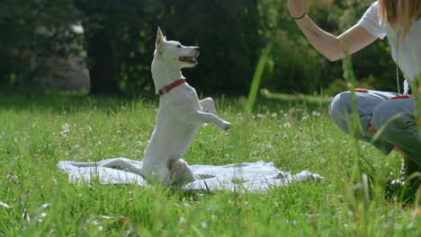 dog training session in park