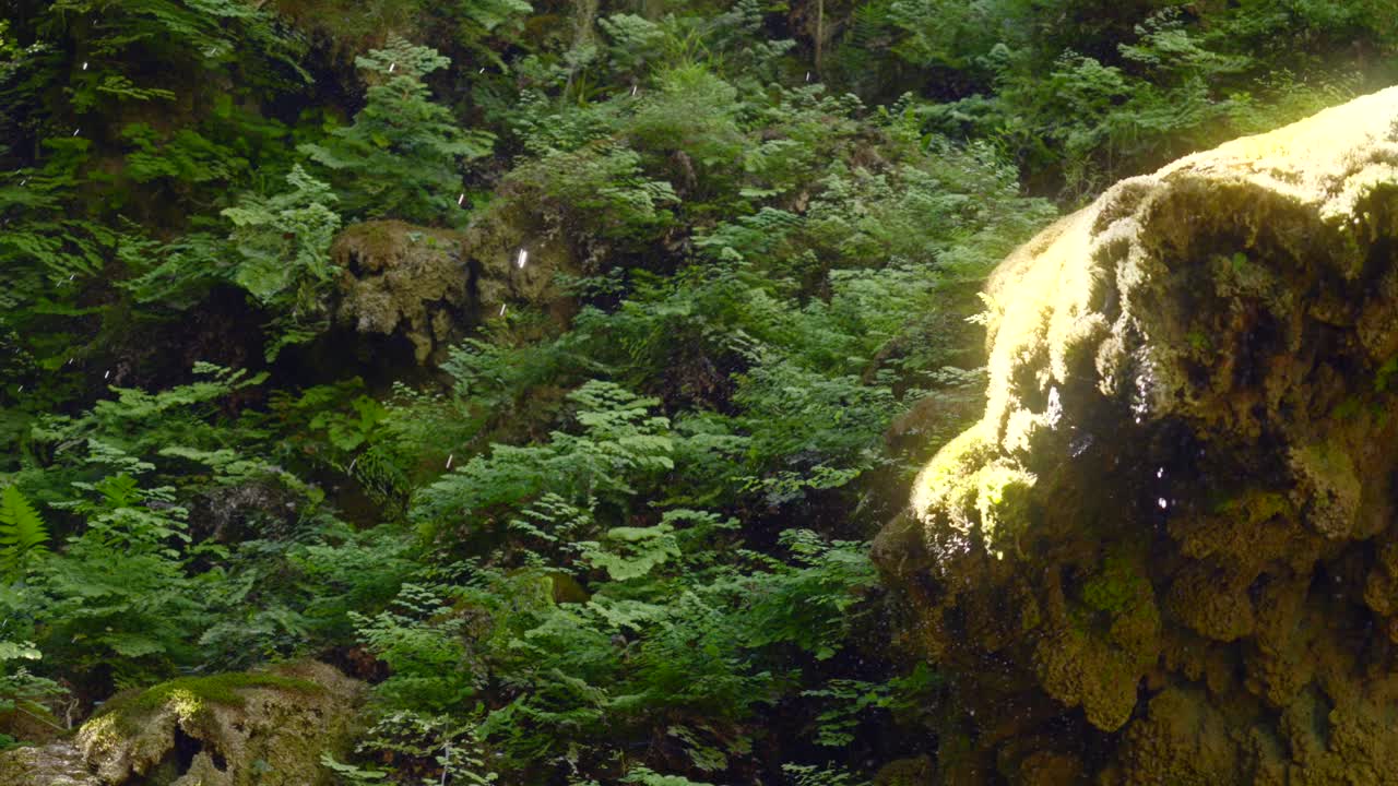 la brillante luz del sol se proyecta sobre el musgo espeso mientras las gotas de agua que gotean debajo de los helechos, se deslizan hasta el suelo del bosque