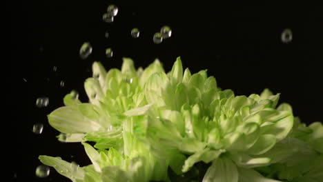 water dropping onto fresh flowers