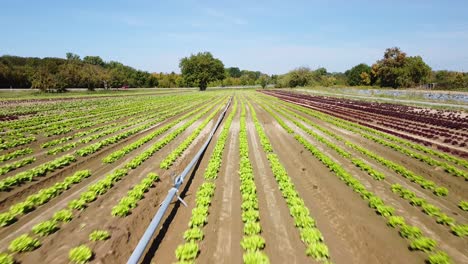 aerial footage of a lettuce field with red and green plants