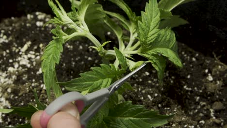 close up of scissors pruning marijuana leaves - caring for cannabis during plant growth - slow motion