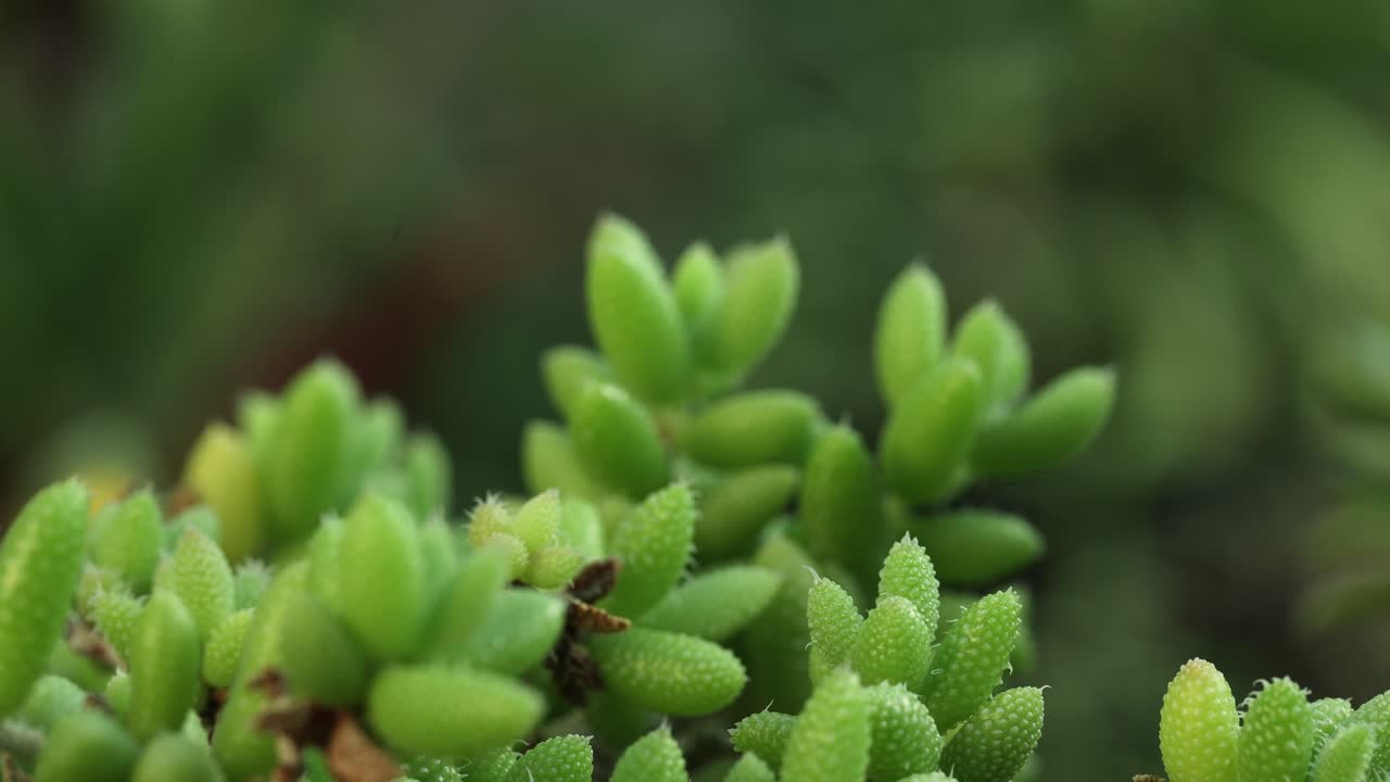 ampliar el movimiento de la cámara con una vista más cercana de una planta de crassula mesembryanthemoides