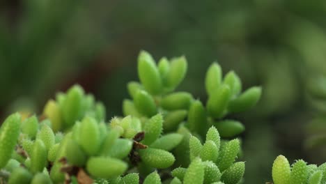 zoom in camera movement with closer view from a crassula mesembryanthemoides plant