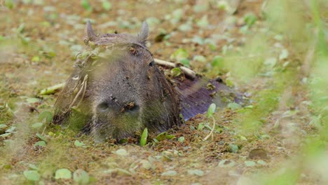 Capibara-Soñolienta,-Hydrochoerus-Hydrochaeris-Sumergiéndose-Pacíficamente-En-El-Agua-Llena-De-Diversas-Vegetaciones,-Algas-Y-Plantaciones-Acuáticas-En-La-Naturaleza-Salvaje,-Vida-Silvestre-De-Cerca