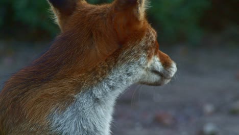 Portrait-face-closeup-of-Red-Fox-looking-around-relaxed,-golden-hour-soft-light