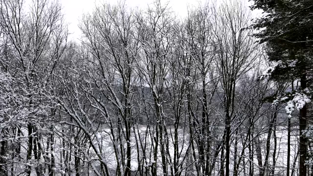 Snowy forest landscape in Whately, tranquility in winter's embrace