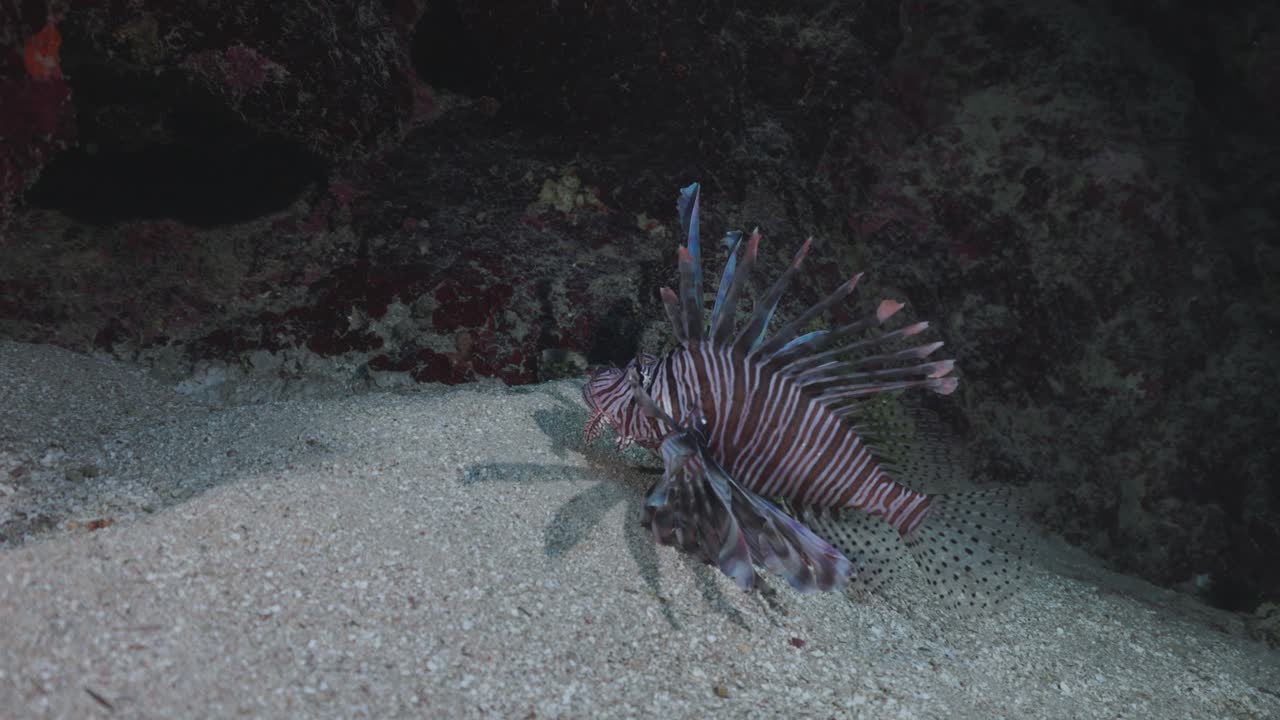 Lionfish Gliding Over Coral Reef in 4K 60 FPS