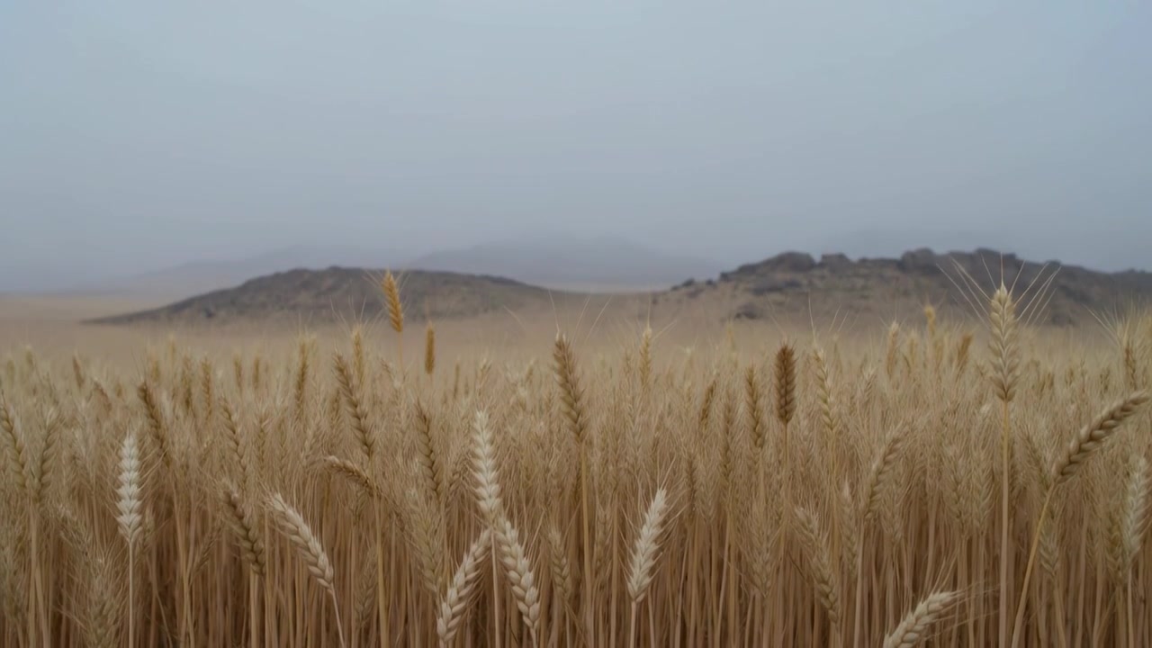 Pulling back camera revealing wheat stalks in field, exposing misty low hills and swaying crop