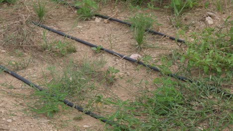 drip irrigation system in sindh, pakistan