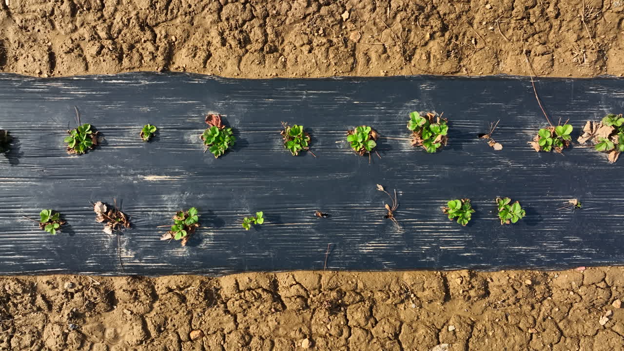 봄에 검은색 플라스틱 아래 딸기 과일 식물의 어린 새 성장