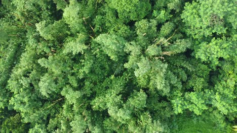 aerial view of the deep green tree