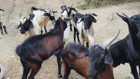 goats in a pen