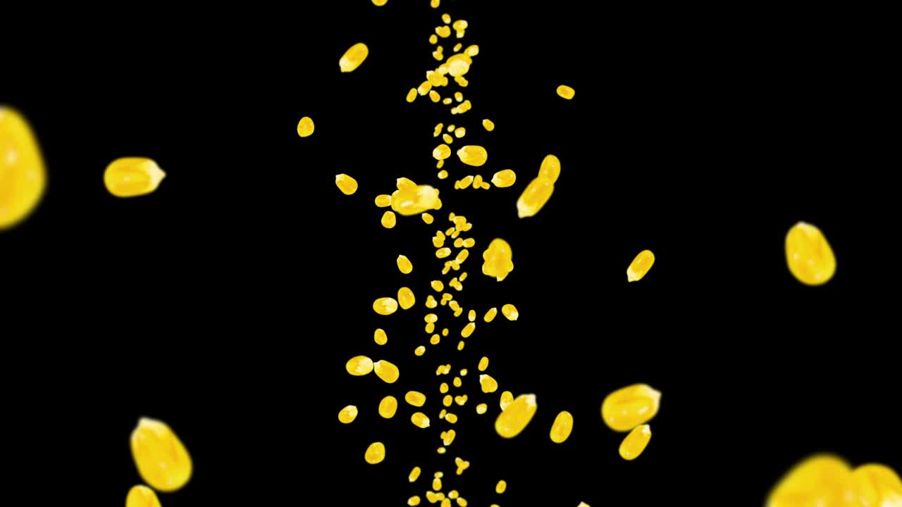 검은색 바탕에 많은 옥수수 어리를 날려. 노란색 달한 옥수스 씨. 채식주의자. 건강한 음식. 옥수수가 회전하는 3d 루프 애니메이션.