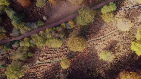 Epping-forest-in-Autumn-,-vibrant-tree-colours-sunny-day-aerial-drone-overhead-birds-eye-view