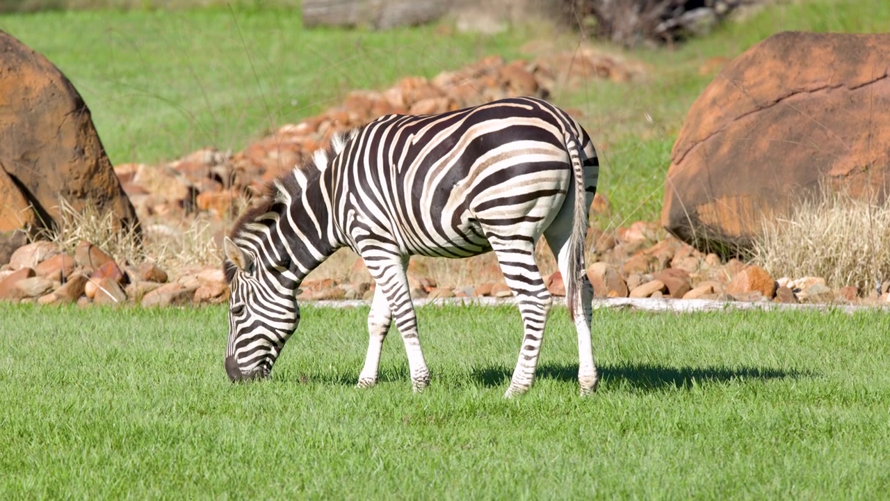 Una zebra delle pianure pascola sull'erba verde in un recinto esterno soleggiato con rocce.