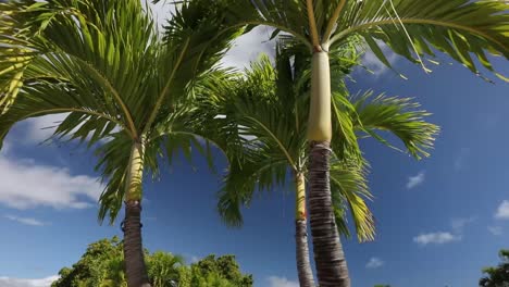 Vía-Lenta-Hacia-Y-Desde-Palmeras-Cerca-De-Una-Piscina