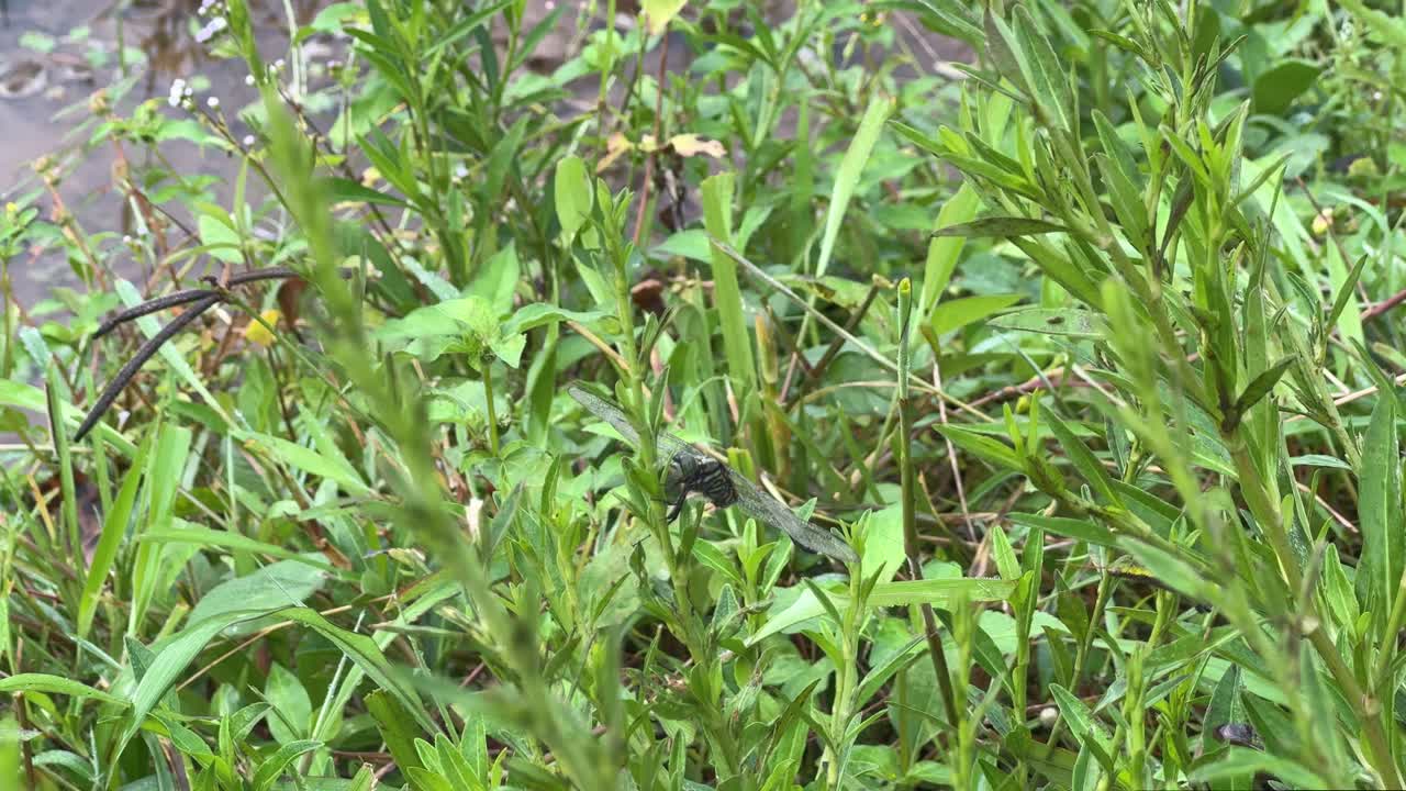 Insect moment in nature – dragonfly sitting on a green plant in a vibrant outdoor environment. Orthetrum sabina