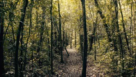 Cinematic-hiker-point-of-view-walking-inside-a-summer-green-amazon-tropical-forest-in-Brazil