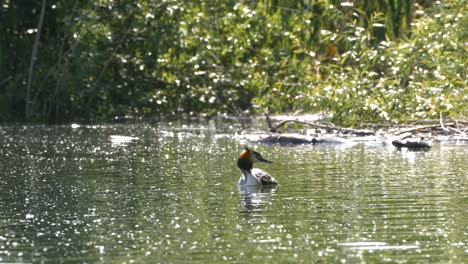 Great-crested-grebe-floats-on-the-lake