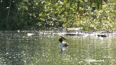 el gran grebe de cresta flota en el lago