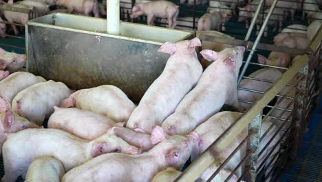 pigs eat at trough