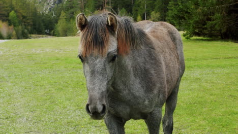 a young horse walks towards the camera